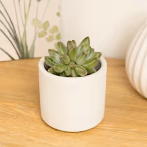 Echeveria | Hookeri - Indoor Plant