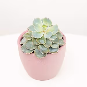 Echeveria | Ice Queen - Indoor Plant