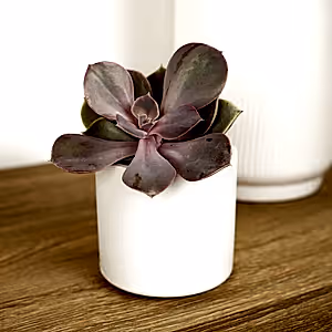 Echeveria | Penelope - Indoor Plant