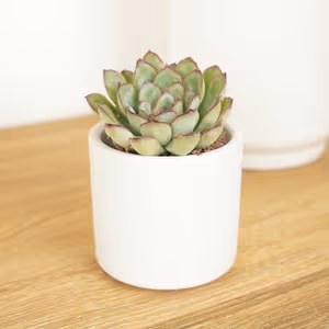 Echeveria | Poppy - Indoor Plant