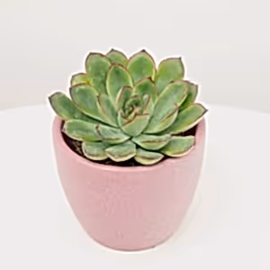 Echeveria | Red Tips - Indoor Plant