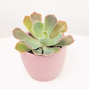 Echeveria | Rose Crown - Indoor Plant