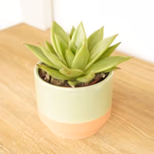 Echeveria | Sophia - Indoor Plant