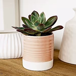 Echeveria | Freya - Indoor Plant