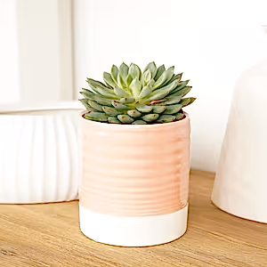 Echeveria | Willow - Indoor Plant