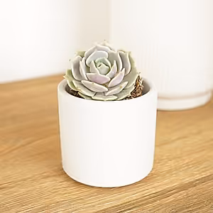 Echeveria | Elsie - Indoor Plant
