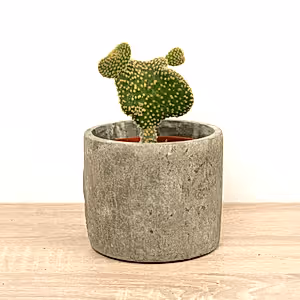 Emerald Idol Cactus | Cristata - Indoor Plant