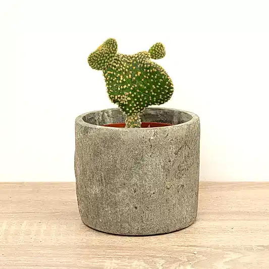 Emerald Idol Cactus | Cristata | Indoor Cactus Plants