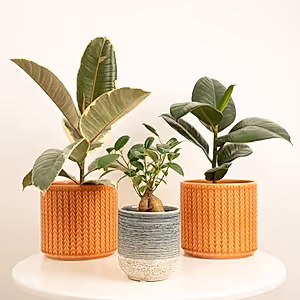 Fig Friends | Plant Bundle - Indoor Plant