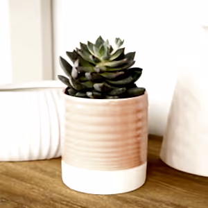 Echeveria | Florence - Indoor Plant