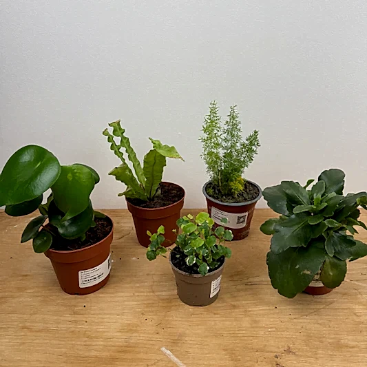 Rescue Me! Box Q | Perfect Plants for Under £50