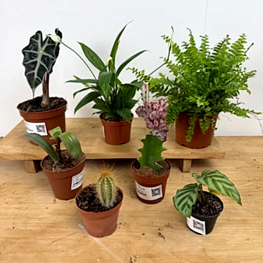 Rescue Me! Box T | Perfect Plants for Under £50