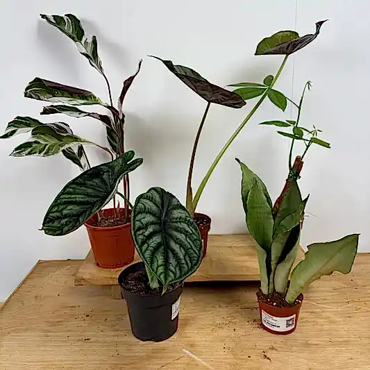 Rescue Me! Box G | Perfect Plants for Under £50