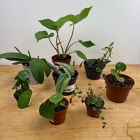Rescue Me! Box L | Perfect Plants for Under £50