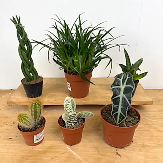 Rescue Me! Box C | Perfect Plants for Under £50