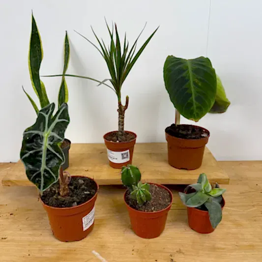 Rescue Me! Box K | Perfect Plants for Under £50