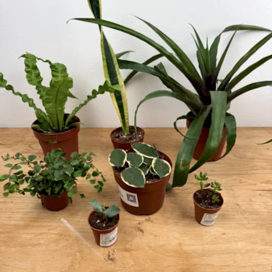 Rescue Me! Box P | Perfect Plants for Under £50