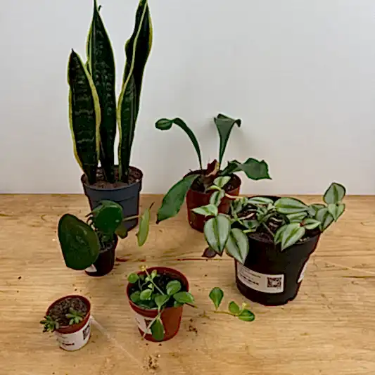 Rescue Me! Box M | Perfect Plants for Under £50