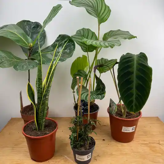 Large Rescue Me! Box F | Clearance Plants