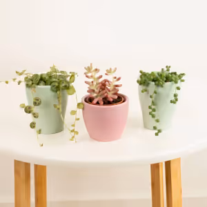 Funky Friends | Plant Bundle - Indoor Plant