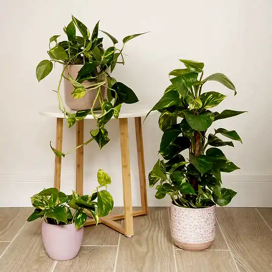 Devil's Ivy | Golden Pothos | Indoor Hanging Plants