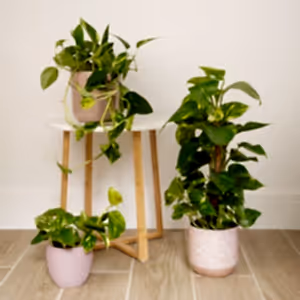 Devil's Ivy | Golden Pothos - Indoor Plant