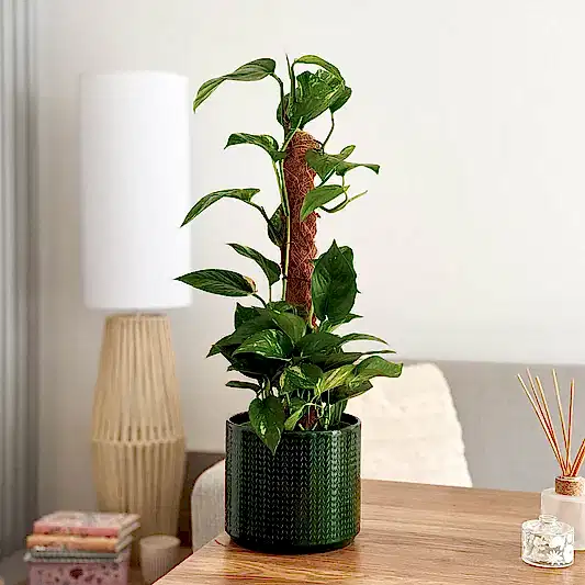 Devil's Ivy | Golden Pothos | Potted Houseplants