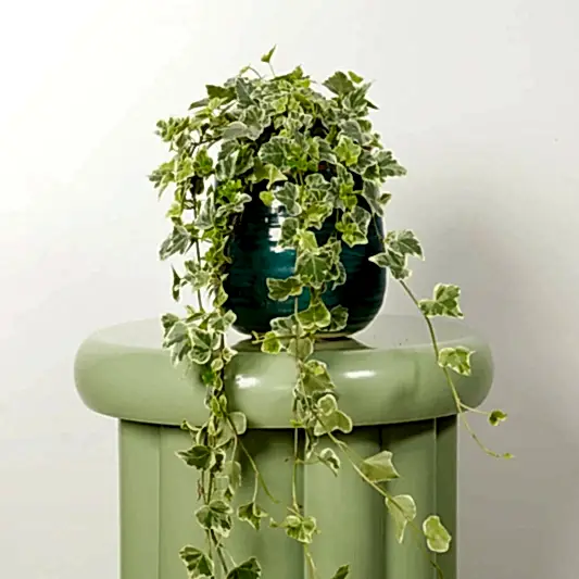 Ivy | White Wonder | Indoor Hanging Plants