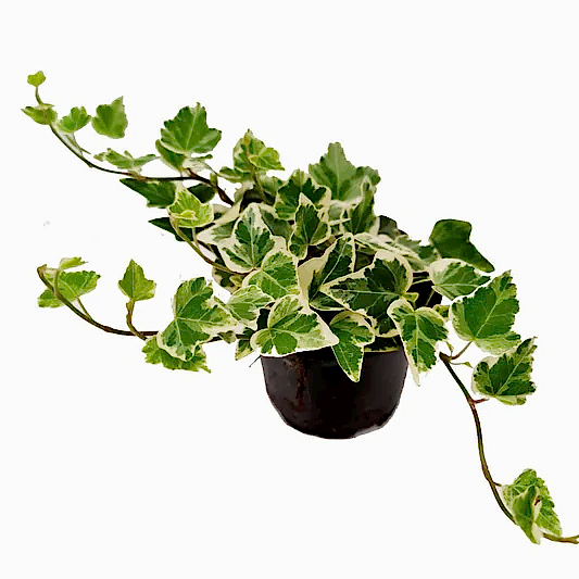 Ivy | White Wonder | Potted Houseplants
