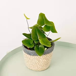 Heart Leaf Fern - Indoor Plant