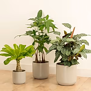 Holiday Vibes | Plant Bundle - Indoor Plant