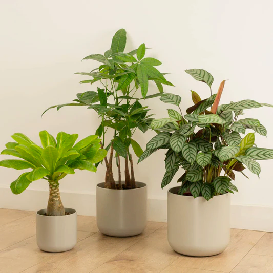 Holiday Vibes | Plant Bundle | Houseplant Bundles