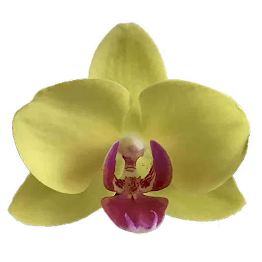 Phalaenopsis Orchid | Amalfi | Potted Houseplants