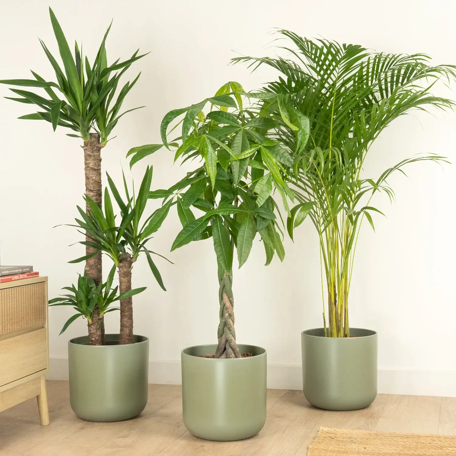 Indoor Plants