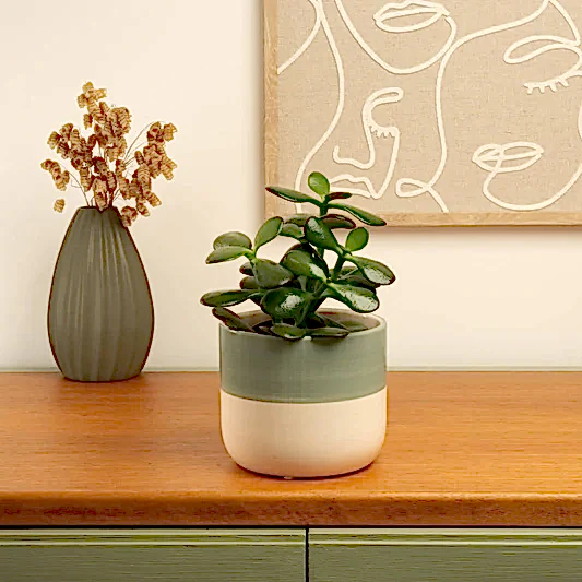 Jade Plant | Ovata | Potted Houseplants