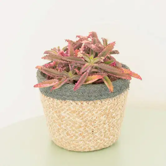 Pink Mother Of Thousands | Pink Butterfly | Hard To Find | Potted Houseplants