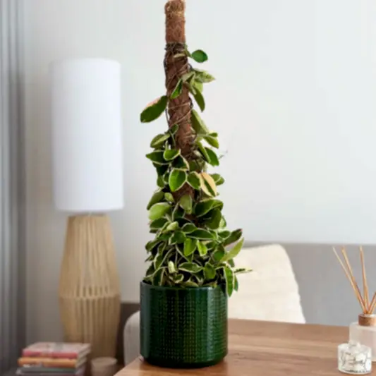 Wax Plant | Krimson Queen | Potted Houseplants