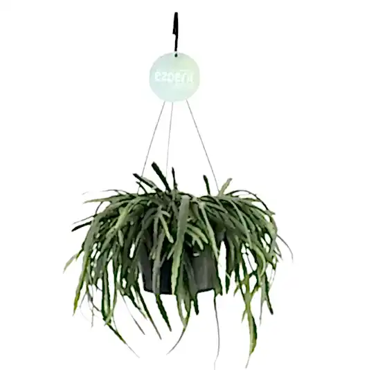 Bolivianum Forest Cactus | Potted Houseplants