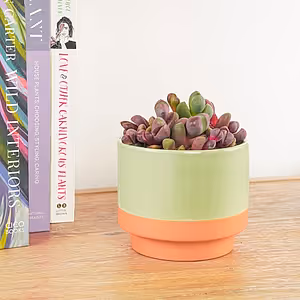 Living Stones | Royal Flush - Indoor Plant