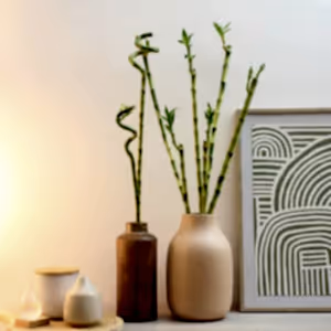 Lucky Bamboo - Indoor Plant