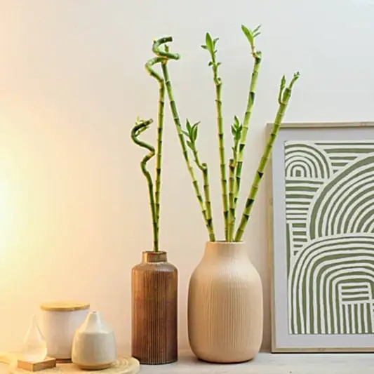 Lucky Bamboo | Trees & Bonsai