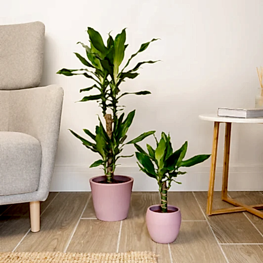 Madagascar Dragon Tree | Potted Houseplants