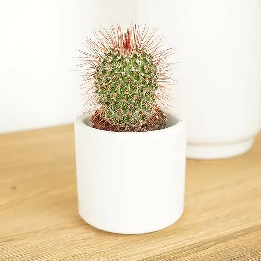 Red Sphere Cactus | Indoor Cactus Plants