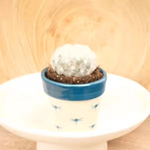 Feather Cacti - Indoor Plant