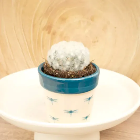 Feather Cacti | Indoor Cactus Plants