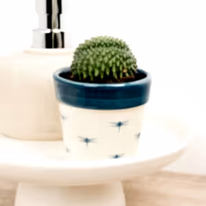 Crested Cactus - Indoor Plant