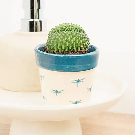 Crested Cactus | Indoor Cactus Plants