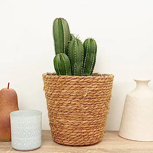 Mexican Fence Post Cactus | Indoor Cactus Plants