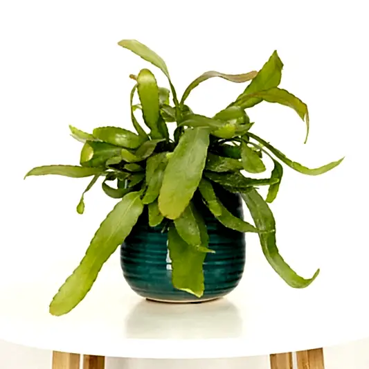 Mistletoe Cactus | Red Coral | Potted Houseplants