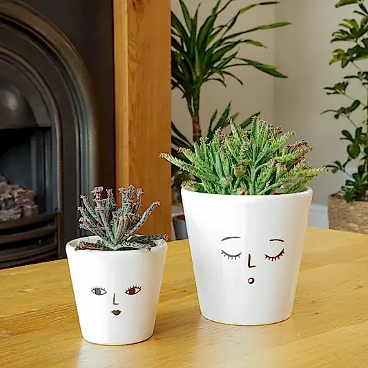 Mother Of Thousands | Potted Houseplants